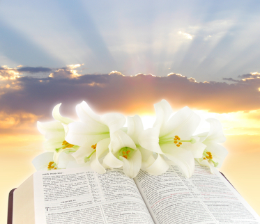 Photo of an open Bible with white flowers